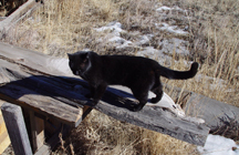 Guffey's Mayor Monster